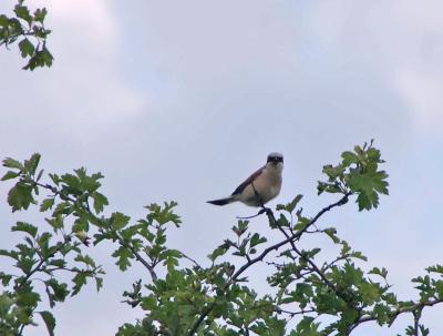 Прикрепленное изображение: IMGP6592.jpg